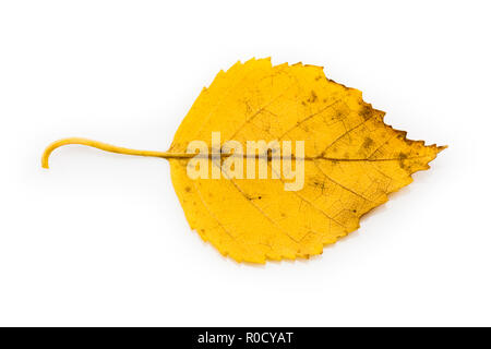 Gelb Birke Blatt in herbstlichen Farben isoliert auf weißem Hintergrund Stockfoto