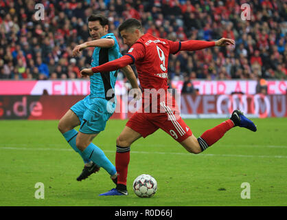 München, Deutschland. 3. November, 2018. Bayern München Robert Lewandowski (R) Mias mit Freiburger Nicolas Hofler während eines Deutschen Bundesligaspiel zwischen Bayern München und der SC Freiburg, in München, Deutschland, November 3, 2018. Das Match endete mit einem 1-1. Credit: Philippe Ruiz/Xinhua/Alamy leben Nachrichten Stockfoto