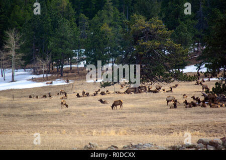 Herde von Elk weiden und ruhen in einem Feld mit Bäumen und Schnee Stockfoto