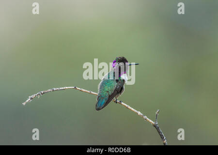 Männliche Costa's Kolibri (Calypte costae) auf einem Ast sitzend. Tucson Stockfoto