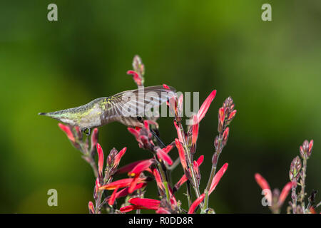 Eine weibliche Costa's Kolibri (Calypte costae) im Flug, Fütterung auf Butterfly Bush aka chuparosa ("Justicia californica) (Tucson, Arizona) Stockfoto