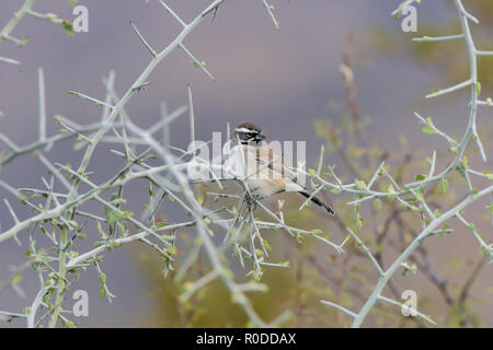 Ein Black-throated Sparrow (Amphispiza bilineata) auf graythorn thront (). Tucson Stockfoto