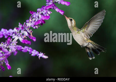 Eine weibliche Breiten-billed Hummingbird (Cynanthus latirostris) Weiblich, Fütterung auf mexikanische Salbei (Salvia leucantha) im Flug. Tucson Stockfoto