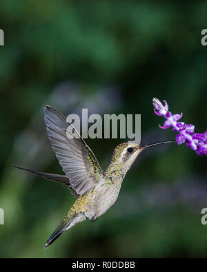 Eine weibliche Breiten-billed Hummingbird (Cynanthus latirostris) Weiblich, Fütterung auf mexikanische Salbei (Salvia leucantha) im Flug. Tucson Stockfoto