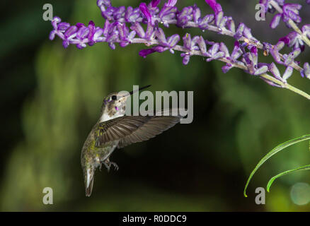 Unreifen männlichen Costa's Kolibri (Calypte costae) Ernährung auf mexikanische Salbei (Salvia leucantha). Tucson Stockfoto