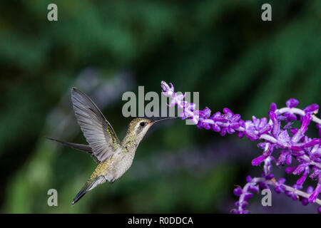 Eine weibliche Breiten-billed Hummingbird (Cynanthus latirostris) Weiblich, Fütterung auf mexikanische Salbei (Salvia leucantha) im Flug. Tucson Stockfoto