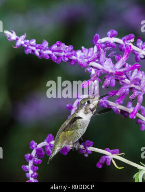 Unreifen männlichen Costa's Kolibri (Calypte costae) Ernährung auf mexikanische Salbei (Salvia leucantha). Tucson Stockfoto