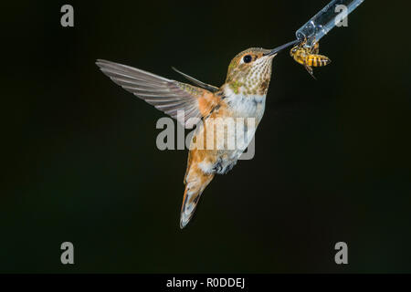 Unreifen männlichen Rufous Kolibri (Selasphorus rufus) teilt sich ein Anleger mit einer Honigbiene (Apis mellifera). Tucson Stockfoto