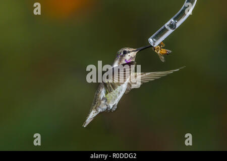 Unreifen männlichen Costa's Kolibri (Calypte costae) teilt sich ein Anleger mit einer Honigbiene (Apis mellifera). Tucson Stockfoto