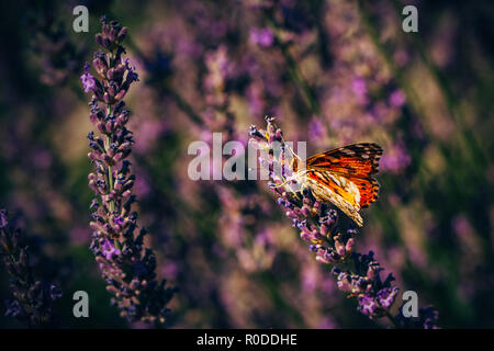 Orange Schmetterling am Lavendel am grünen Feld Stockfoto