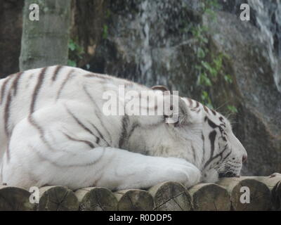 Weißer Tiger schlafen Stockfoto