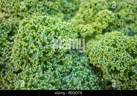 In der Nähe Bild von Grünkohl, Blätter auf einem Feld, selektive konzentrieren. Stockfoto
