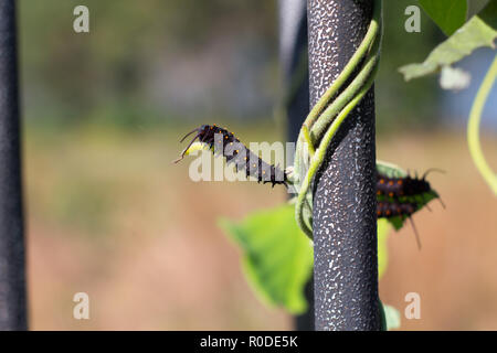 Die Pfeifenwinde Swallowtail Caterpillar (Battus philenor) ruht auf Woolly Dutchman's Rohr (Aristolochia tomentosa) wächst auf einem runden Gitter Stockfoto