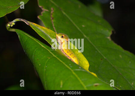 Ein spicebush Swallowtail Caterpillar (Papilio troilus) am nördlichen spicebush (Lindera benzoin), Maryland, United States Stockfoto