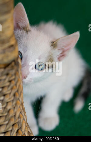 Kleine weiße Katze versteckt sich hinter dem Geflecht Stuhl Stockfoto