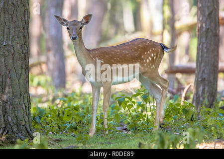 Weibliche Sika Hirsch (Cervus Nippon) im Wald in die Kamera schaut Stockfoto