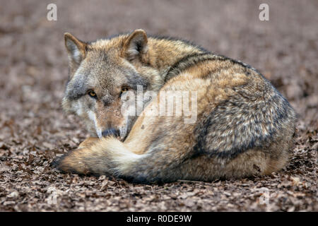 Eurasischen Grauer Wolf (Canis lupus Lupus), die in dem Blatt Wurf. Sie ist die am stärksten spezialisierten Mitglied der Gattung Canis, wie durch seine morpholo gezeigt Stockfoto