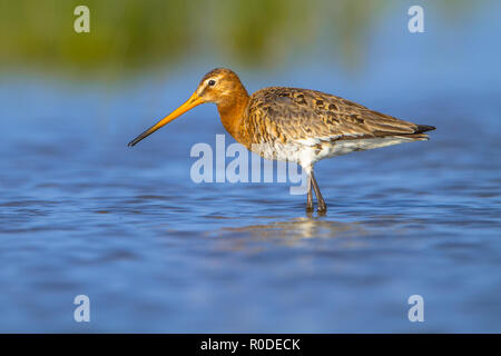 Waten weiblichen Uferschnepfe (Limosa limosa) einer der wader Vogel Zielarten in Niederländische Projekte zum Schutz der Natur Stockfoto