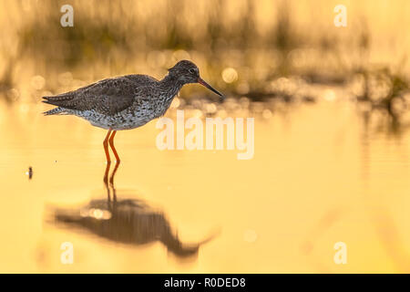 Gemeinsame Rotschenkel (Tringa totanus) waten im seichten Wasser in der frühen Morgensonne mit Orange glühen bei Sonnenaufgang Stockfoto