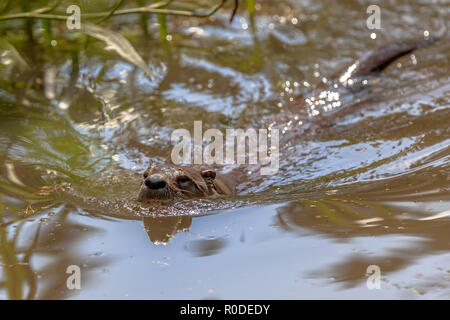 Nach Fischotter (Lutra lutra) Schwimmen im Fluss und auf der Suche nach Fisch zu füttern Stockfoto