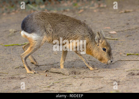 Patagonian Mara (Dolichotis patagonum) ist eine Art von Kaninchen - wie Nagetier in offenen und halb-offenen Lebensräume in Argentinien, einschließlich großer Teile Stockfoto