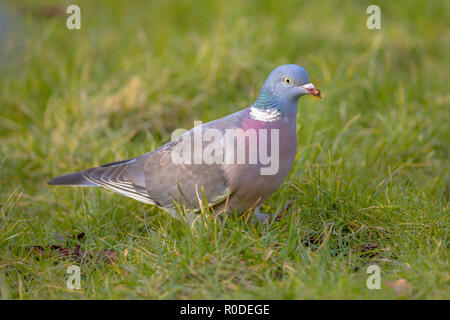 Gemeinsame Ringeltaube (Columba palumbus) ist eine große Arten in der Taube und Pigeon Familie. Stockfoto