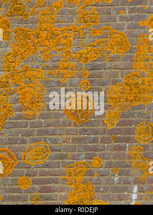 Orange Crustose lichen auf einer alten Mauer wächst in runden Formen. Crustose flechten eine Kruste bilden, die stark auf den Untergrund (Boden, Roc hält Stockfoto