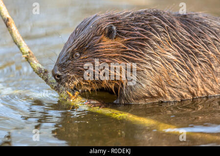 Eurasischen Biber (Castor Fiber) ist einer der größten Nagetiere. Es ist gut angepasst, seine Rolle als wichtiger Ingenieur von Feuchtlebensräumen zu erfüllen Stockfoto