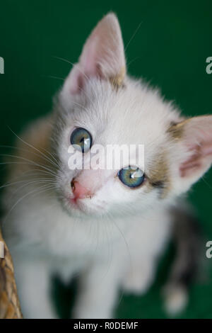 Kleine weiße Katze mit blauen Augen sitzen auf dem grünen Teppich Stockfoto