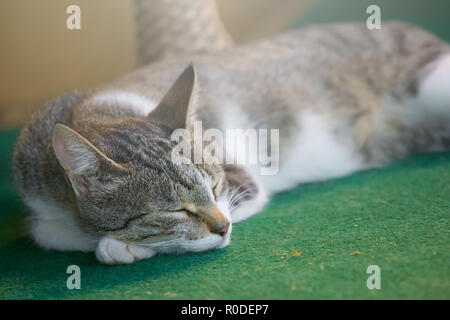 Graue Katze schlief auf dem grünen Teppich Stockfoto