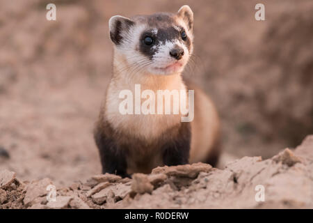 Wilden schwarzen-footed an einer Wiedereinführung Website in nordöstliche Utah Frettchen Stockfoto