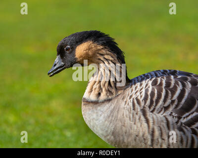 Hawaiian Goose, (Branta sandvicensis) auf einer grünen Wiese Stockfoto