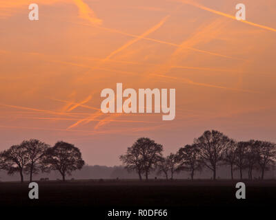 Orange Kondensstreifen während Sonnenuntergang über eine Reihe von Bäumen Stockfoto