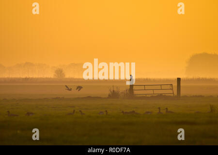 Raptor ist mit Blick auf die Felder bei spektakulären orange Sonnenuntergang Stockfoto