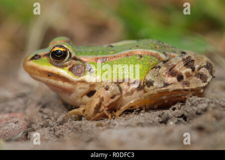 Sonnenbaden Wasserfrosch in zwischen Gras Stockfoto