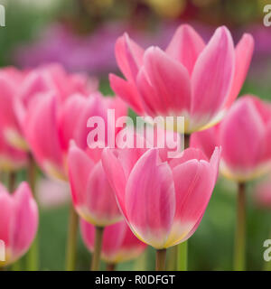 In der Nähe von Van bloeiende Tulpen in de bij Keukenhof Lisse Stockfoto