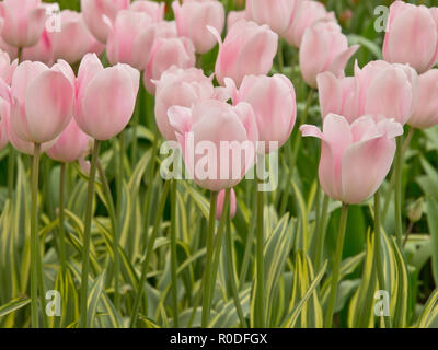 In der Nähe von Van bloeiende Tulpen in de bij Keukenhof Lisse Stockfoto