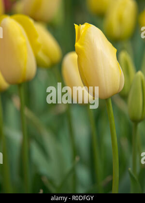 In der Nähe von Van bloeiende Tulpen in de bij Keukenhof Lisse Stockfoto