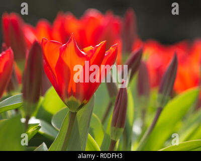 In der Nähe von Van bloeiende Tulpen in de bij Keukenhof Lisse Stockfoto