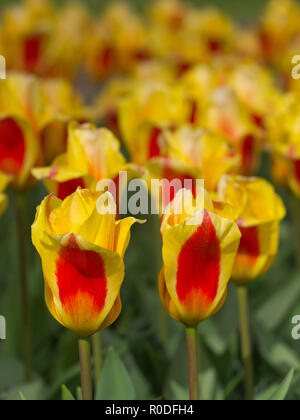 In der Nähe von Van bloeiende Tulpen in de bij Keukenhof Lisse Stockfoto