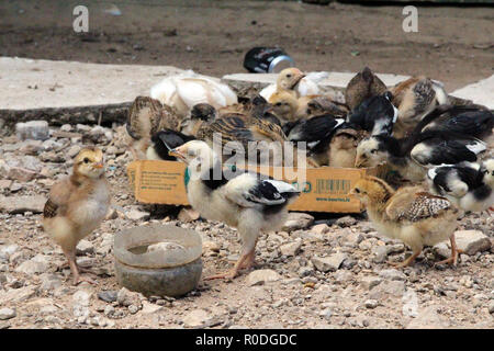 Mehr als ein Dutzend Küken füttern in einem Karton Deckel, nördlichen Laos Stockfoto