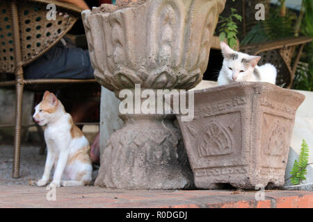 Zwei Katzen in einem Cafe ruht neben einer sitzenden Person, Luang Prabang, Laos Stockfoto