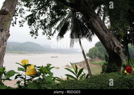 Hibiscus auf dem Mekong Fluss, mit Bootsfahrt in der Ferne, Luang Prabang, Laos Stockfoto