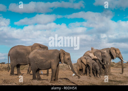 Dieses Bild von der Elefant ist in der Amboseli in Kenia getroffen, Stockfoto