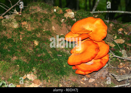 Dieser Riese orange Pilz gefunden beim Wandern an Governor Dodge State Park in Wisconsin. Stockfoto