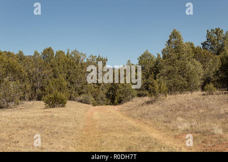 Bild von einer alten Straße in einen Kiefernwald führt. Stockfoto