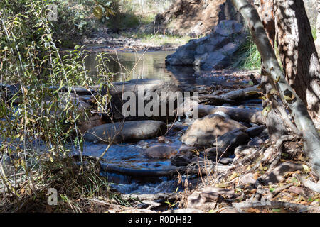 Bild eines kleinen verdammt auf Beaver Creek in Colorado. Stockfoto