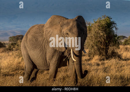 Dieses Bild von der Elefant ist in der Amboseli in Kenia getroffen, Stockfoto