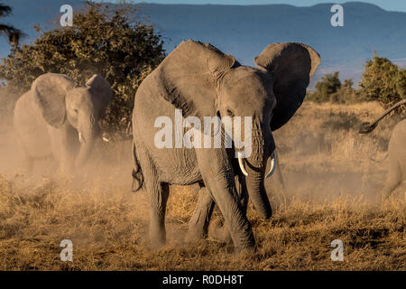 Dieses Bild von der Elefant ist in der Amboseli in Kenia getroffen, Stockfoto
