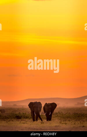 Dieses Bild von der Elefant ist in der Amboseli in Kenia getroffen, Stockfoto